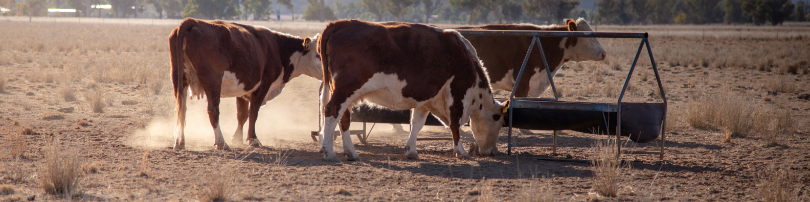 Drought and Economic Headwinds Stall U.S. Cattle Herd Recovery