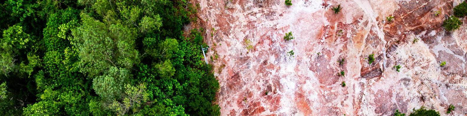 The Regulatory Frontline: Beating the EUDR Deadline