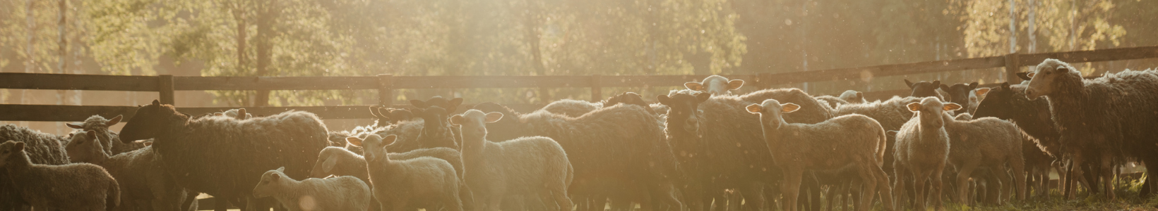 Wool's Trade Body Just Ran the Playbook Leather Is Building Toward