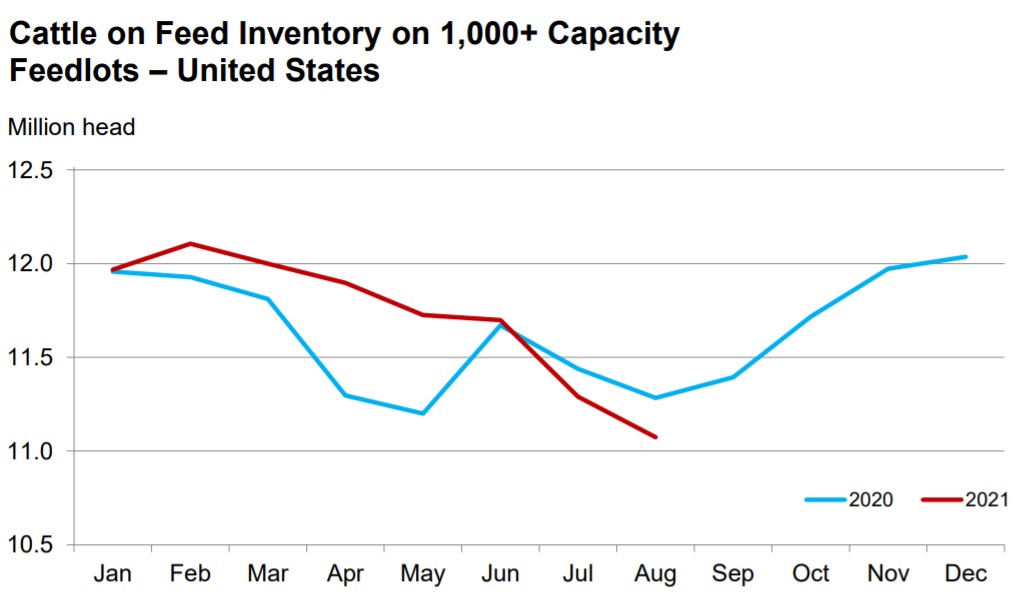 cattle_on_feed_august_2021