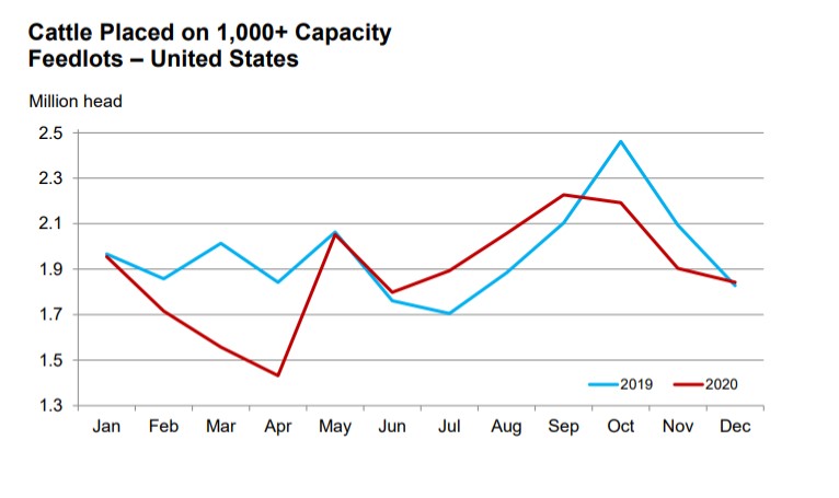 cattle_on_feed_dec_2020